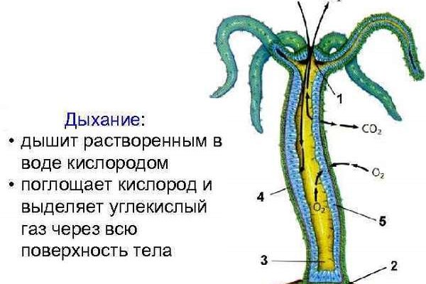 Ссылки сайтов даркнета