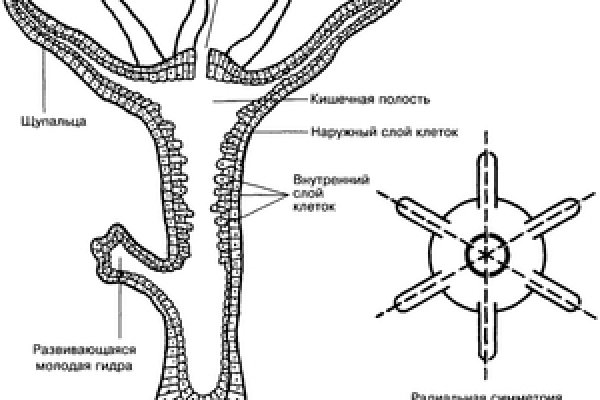 Кракен клир