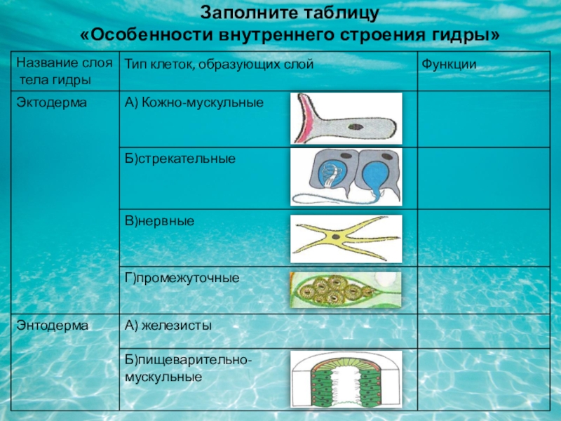 Кракен шоп нарк